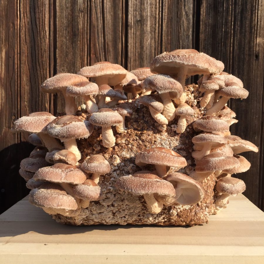 Propiedades del shiitake