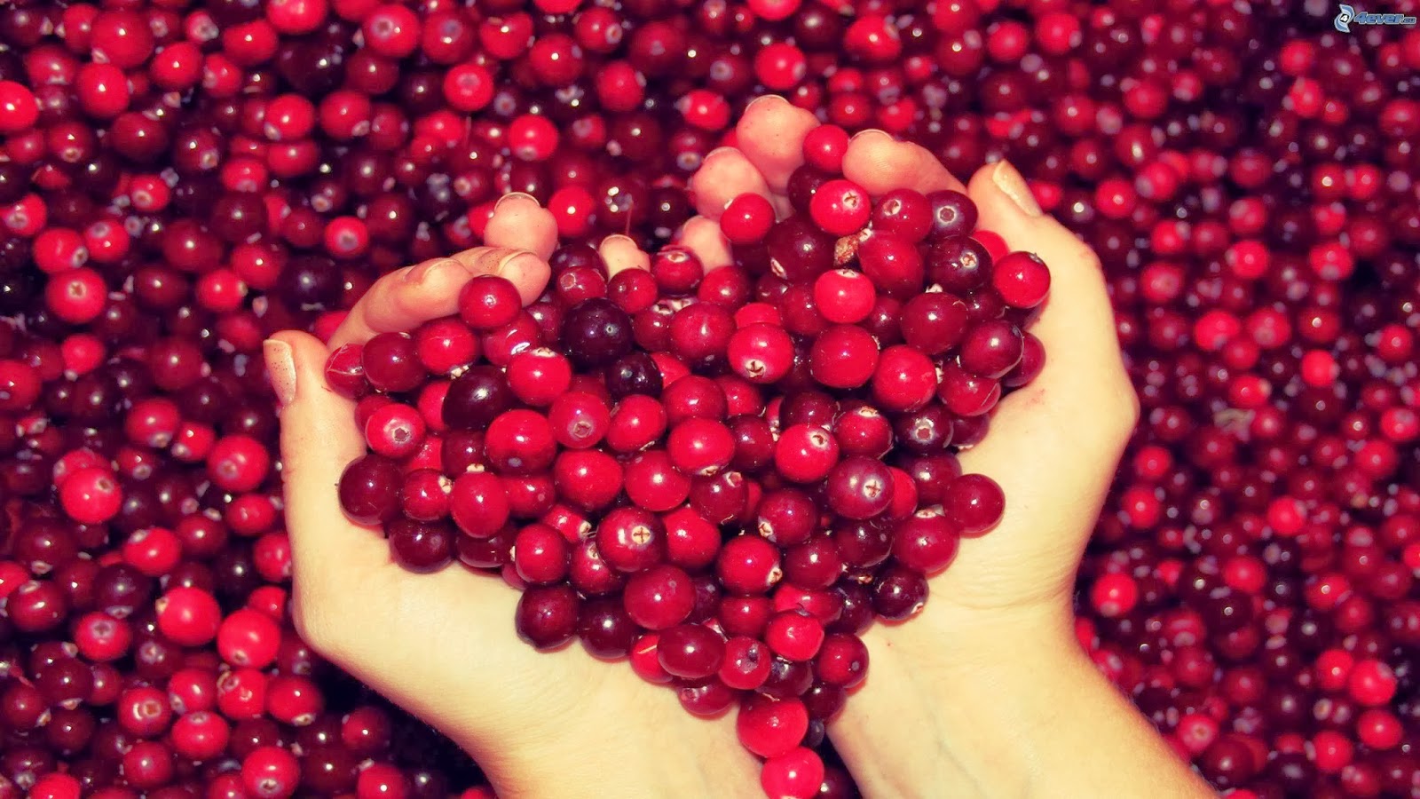 Arándano-Cranberry, fruta de grandes propiedades