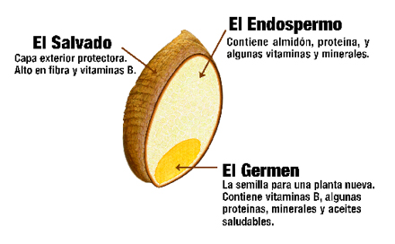 Partes que componen un grano integral