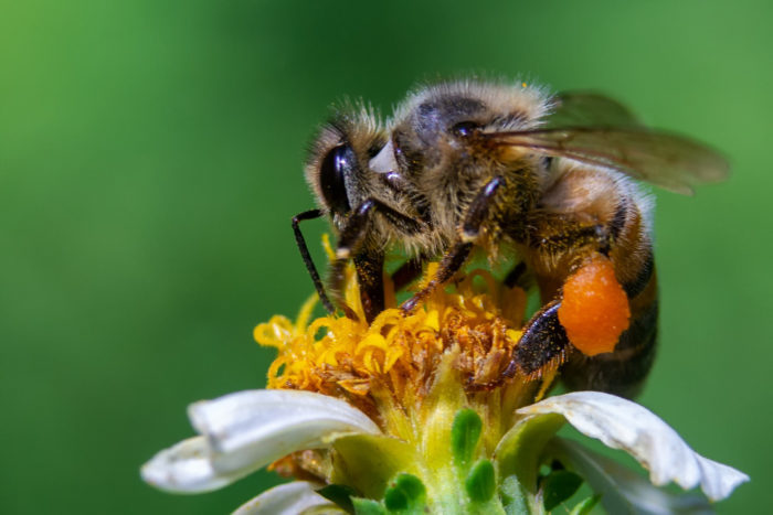 Polen recolectado por abejas